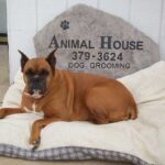 Animal_House_Boulder